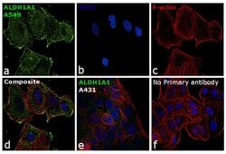 Invitrogen ALDH1A1 Polyclonal Antibody 100 &mu;L | Buy Online | Invitrogen&trade; | Fisher Scientific