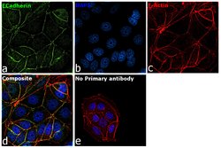 Invitrogen E-cadherin Polyclonal Antibody 100 &mu;L; Unconjugated:Antibodies,
