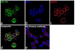 Invitrogen&trade;&nbsp;GEF-H1 Polyclonal Antibody
