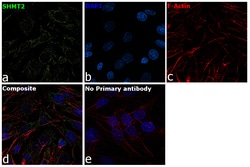 Invitrogen SHMT2 Polyclonal Antibody 100 &mu;L; Unconjugated:Antibodies,