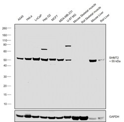 Invitrogen SHMT2 Polyclonal Antibody 100 &mu;L; Unconjugated:Antibodies,