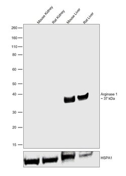 Invitrogen Arginase 1 Polyclonal Antibody 500 μL; Unconjugated:Antibodies,