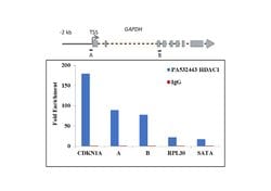 Invitrogen HDAC1 Polyclonal Antibody 500 &mu;L; Unconjugated:Antibodies,