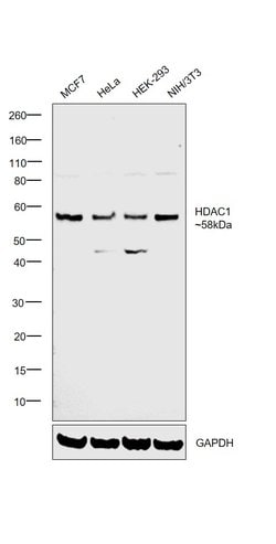 Invitrogen HDAC1 Polyclonal Antibody 500 &mu;L; Unconjugated:Antibodies,