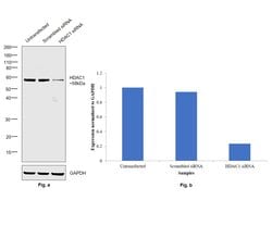 Invitrogen HDAC1 Polyclonal Antibody 500 &mu;L; Unconjugated:Antibodies,