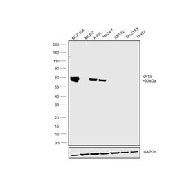 Invitrogen Cytokeratin 5 Polyclonal Antibody 1 mL; Unconjugated:Antibodies,