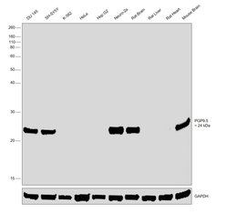 PGP9.5 Polyclonal Antibody, Invitrogen 500 &mu;L; Unconjugated:Antibodies,