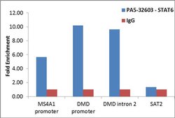 STAT6 Polyclonal Antibody, Invitrogen 1 mL; Unconjugated:Antibodies, Polyclonal