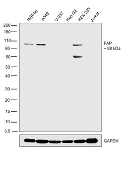Invitrogen FAP Polyclonal Antibody 50 &mu;g; Unconjugated:Antibodies, Polyclonal
