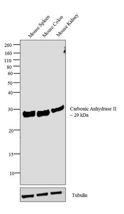 Invitrogen Carbonic Anhydrase II Polyclonal Antibody 1 mL; Unconjugated:Antibodies,