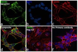 Invitrogen CXCR1 Polyclonal Antibody 50 &mu;g; Unconjugated:Antibodies,