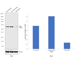 Invitrogen TFEB Polyclonal Antibody 100 &mu;g; Unconjugated:Antibodies,