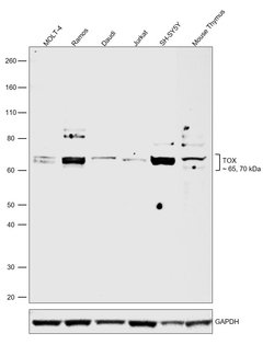 Invitrogen TOX Polyclonal Antibody 100 &mu;g; Unconjugated:Antibodies,