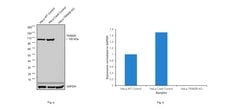 TRIM28 Polyclonal Antibody:Antibodies, Polyclonal