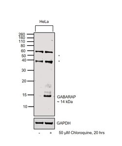 Invitrogen GABARAP Polyclonal Antibody 100 &mu;g; Unconjugated:Antibodies,