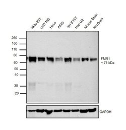 Invitrogen FMRP Polyclonal Antibody 100 &mu;g; Unconjugated:Anticuerpos
