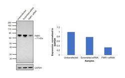Invitrogen FMRP Polyclonal Antibody 100 &mu;g; Unconjugated:Anticuerpos