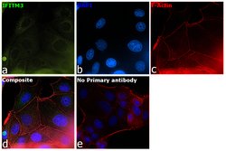 Invitrogen IFITM3 Polyclonal Antibody 100 &mu;g; Unconjugated:Antibodies,