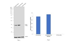 Invitrogen IFITM3 Polyclonal Antibody 100 &mu;g; Unconjugated:Antibodies,