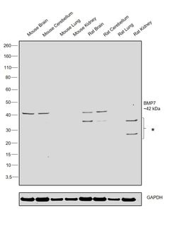 Invitrogen BMP-7 Polyclonal Antibody 100 &mu;g; Unconjugated:Antibodies,