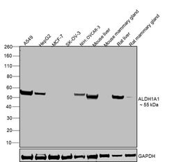 Invitrogen ALDH1A1 Polyclonal Antibody 100 &mu;L; Unconjugated:Antibodies,