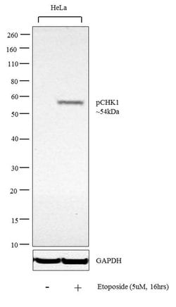 Invitrogen Phospho-CHK1 (Ser345) Polyclonal Antibody 100 &mu;L; Unconjugated:Antibodies,