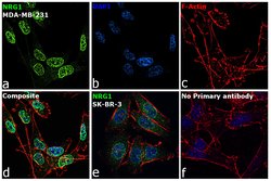 Invitrogen NRG1 Polyclonal Antibody 100 &mu;L; Unconjugated:Antibodies,
