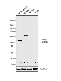 Invitrogen NRG1 Polyclonal Antibody 100 &mu;L; Unconjugated:Antibodies,