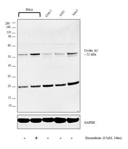 Invitrogen Cyclin A2 Polyclonal Antibody 100 &mu;L; Unconjugated:Antibodies,