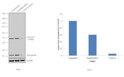 Invitrogen Cyclin A2 Polyclonal Antibody 100 &mu;L; Unconjugated:Antibodies,