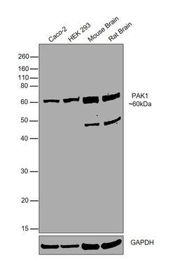 Invitrogen PAK1 Polyclonal Antibody 100 &mu;L; Unconjugated:Antibodies,