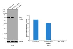 Invitrogen PAK1 Polyclonal Antibody 100 &mu;L; Unconjugated:Antibodies,
