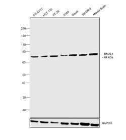 Invitrogen BMAL1 Polyclonal Antibody 100 &mu;L; Unconjugated:Antibodies,