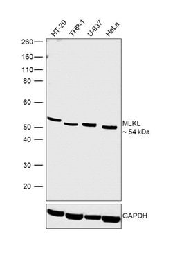 Invitrogen MLKL Polyclonal Antibody 100 &mu;L; Unconjugated:Antibodies,