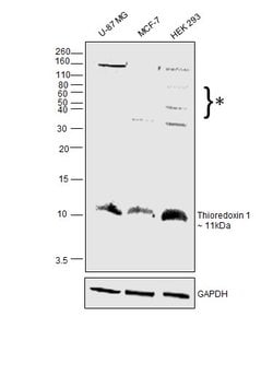 Invitrogen Thioredoxin 1 Polyclonal Antibody 100 &mu;L; Unconjugated:Antibodies,