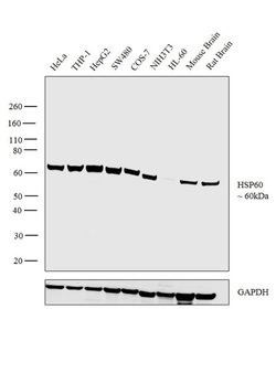 Invitrogen HSP60 Polyclonal Antibody 100 &mu;L; Unconjugated:Antibodies,