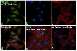 Invitrogen RIP2 Polyclonal Antibody 100 &mu;L | Buy Online | Invitrogen&trade; | Fisher Scientific