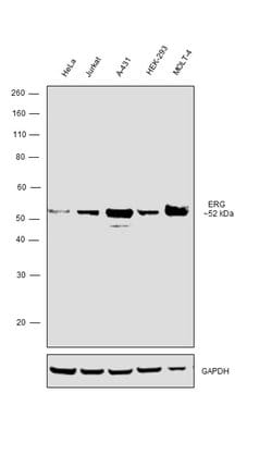 Invitrogen ERG Polyclonal Antibody 100 μL; Unconjugated:Antibodies,