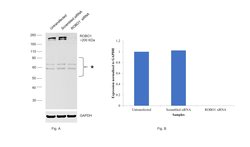 Invitrogen ROBO1 Polyclonal Antibody 100 &mu;L; Unconjugated:Antibodies,