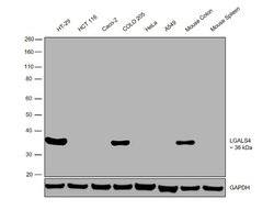 Invitrogen Galectin 4 Polyclonal Antibody 100 &mu;L; Unconjugated:Antibodies,