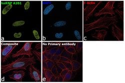 Invitrogen hnRNP A2B1 Polyclonal Antibody 100 &mu;L; Unconjugated:Antibodies,