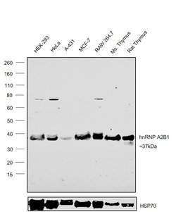 Invitrogen hnRNP A2B1 Polyclonal Antibody 100 &mu;L; Unconjugated:Antibodies,