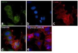 Invitrogen GRP78 Polyclonal Antibody 100 &mu;L; Unconjugated:Antibodies,