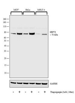 Invitrogen GRP78 Polyclonal Antibody 100 &mu;L; Unconjugated:Antibodies,