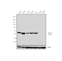 Invitrogen HLA-B Polyclonal Antibody 400 &mu;L; Unconjugated:Antibodies,