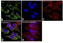 Invitrogen Glutaminase Polyclonal Antibody 200 &mu;L; Unconjugated:Antikroppar