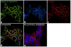 Invitrogen alpha-II Spectrin Polyclonal Antibody 100 &mu;L; Unconjugated:Antibodies,