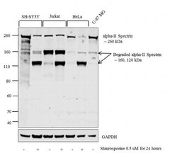 Invitrogen alpha-II Spectrin Polyclonal Antibody 100 &mu;L; Unconjugated:Antibodies,