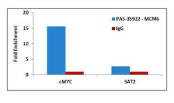 Invitrogen MCM6 Polyclonal Antibody 100 &mu;L; Unconjugated:Antibodies,