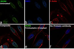 Invitrogen MCM6 Polyclonal Antibody 100 &mu;L; Unconjugated:Antibodies,